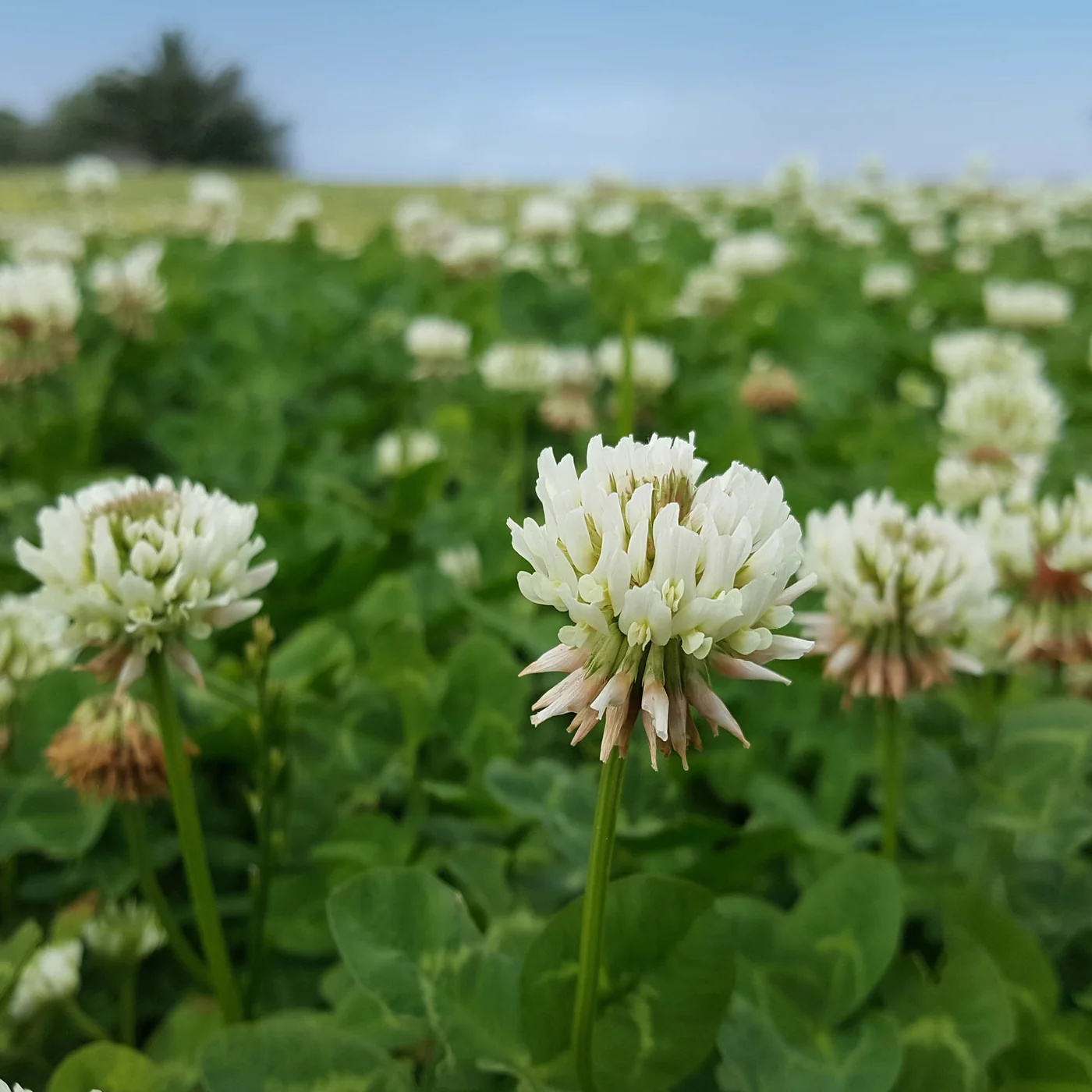 Outsidepride White Dutch Clover seed, 2 lb., product view 2