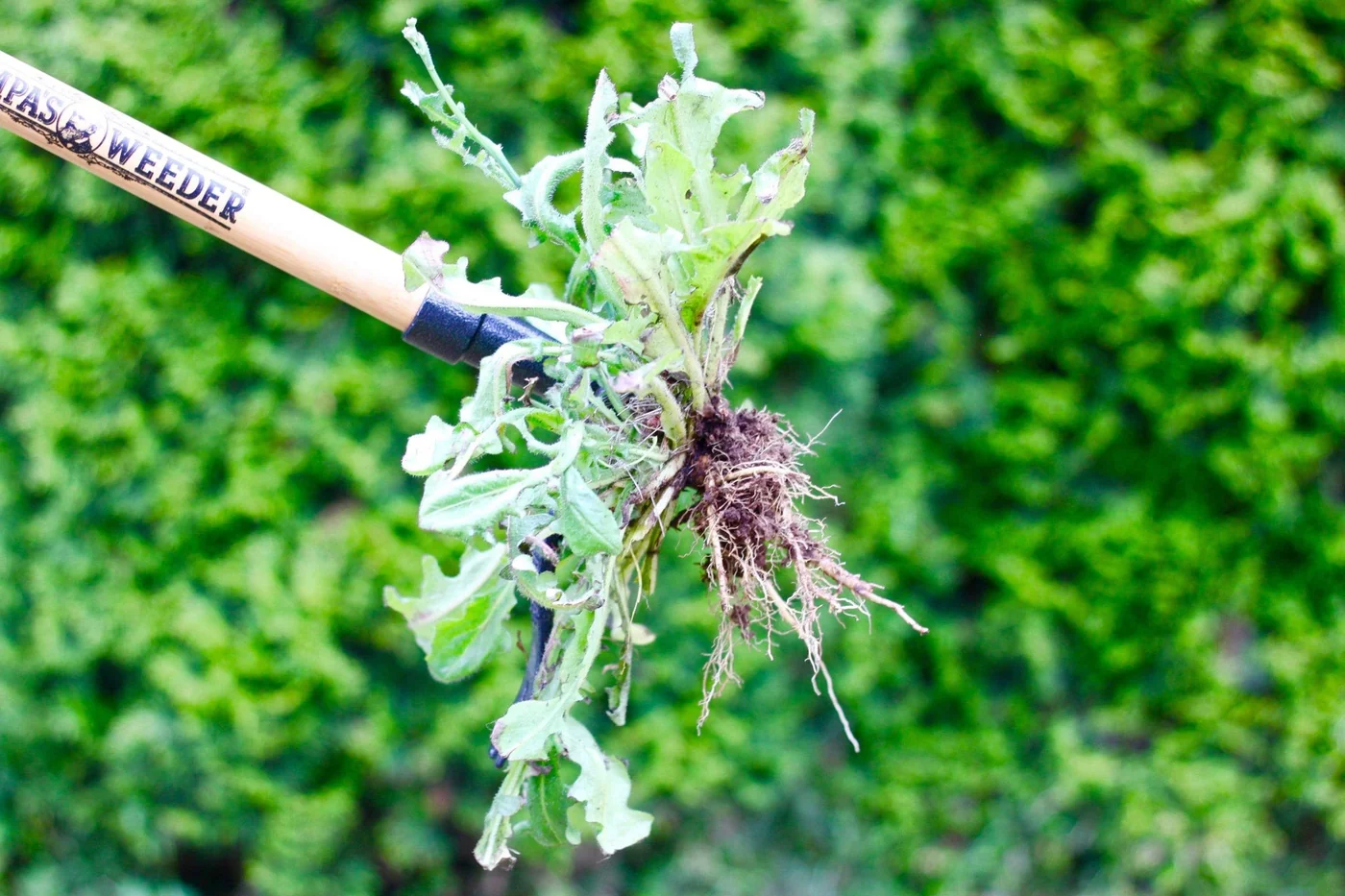 Grampa's Weeder Original stand-up weed puller, product view 3