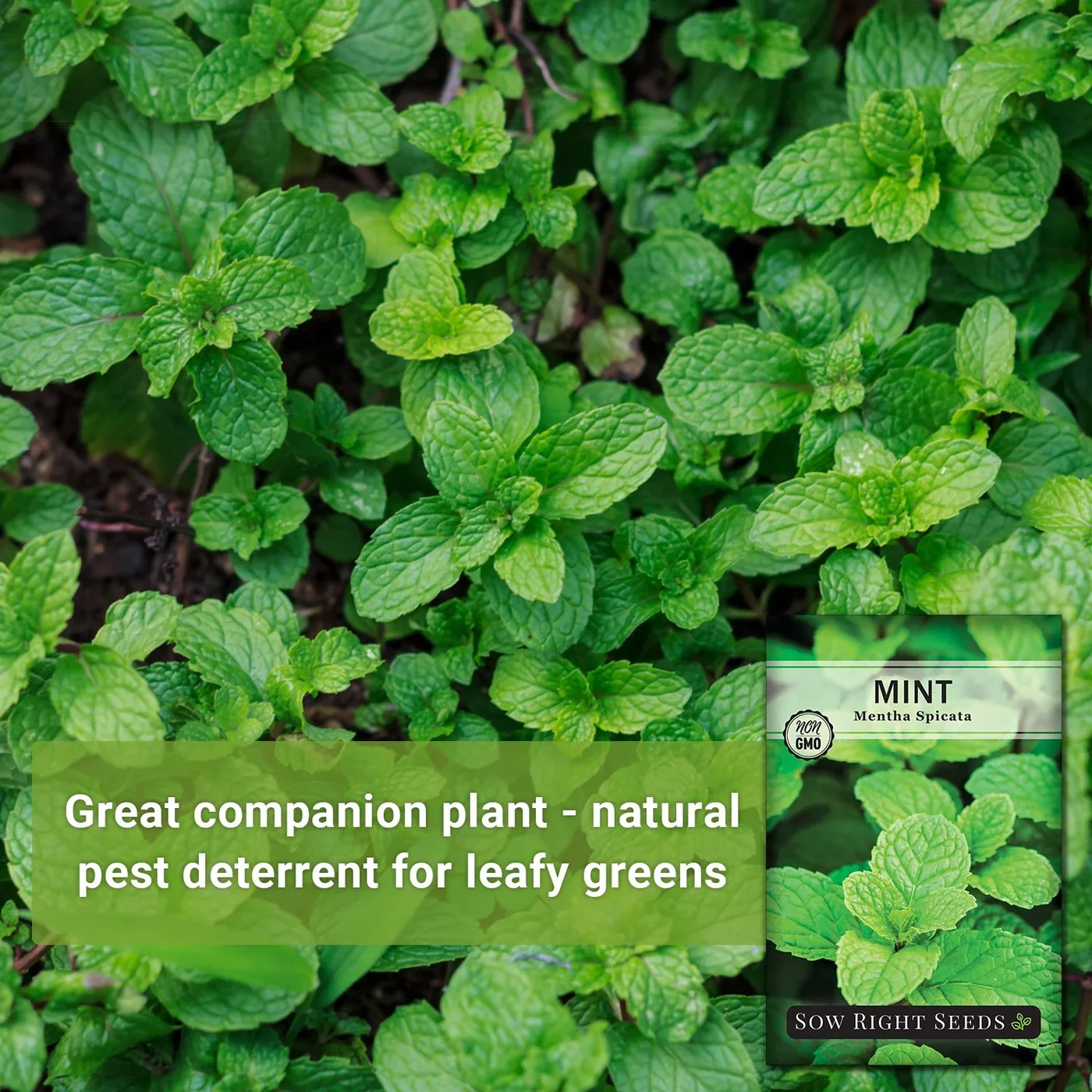 Sow Right Seeds Mint manufacturer product view 2