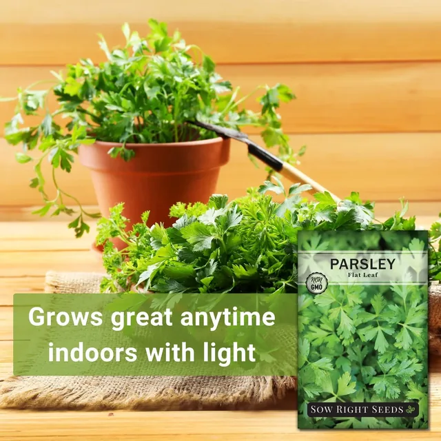Sow Right Seeds Flat-leaf Italian parsley manufacturer product view 2