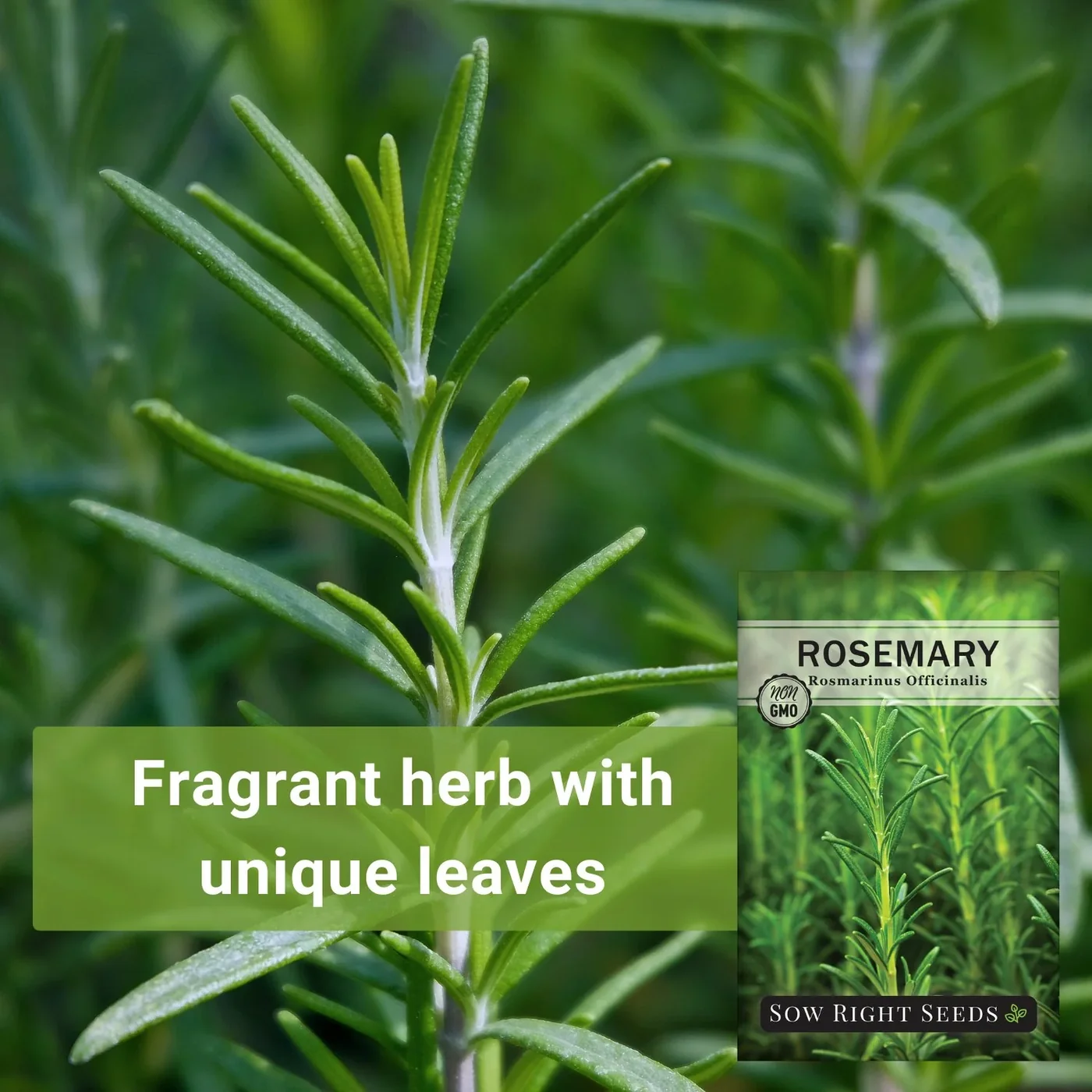 Sow Right Seeds Rosemary manufacturer product view 2