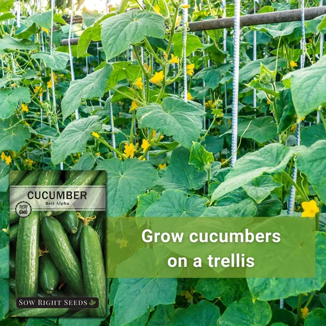 Sow Right Seeds Beit Alpha cucumber manufacturer product view 3