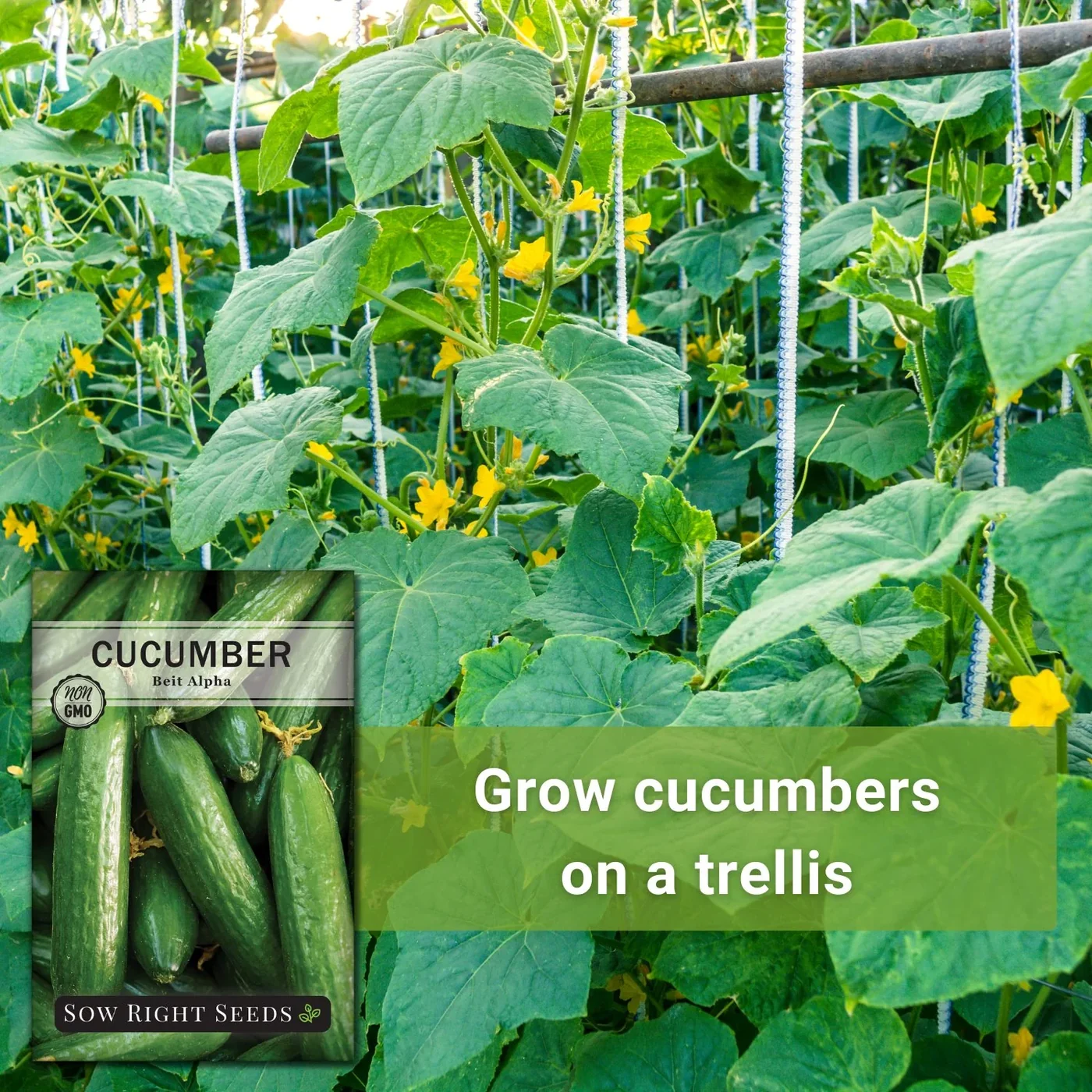 Sow Right Seeds Beit Alpha cucumber manufacturer product view 3