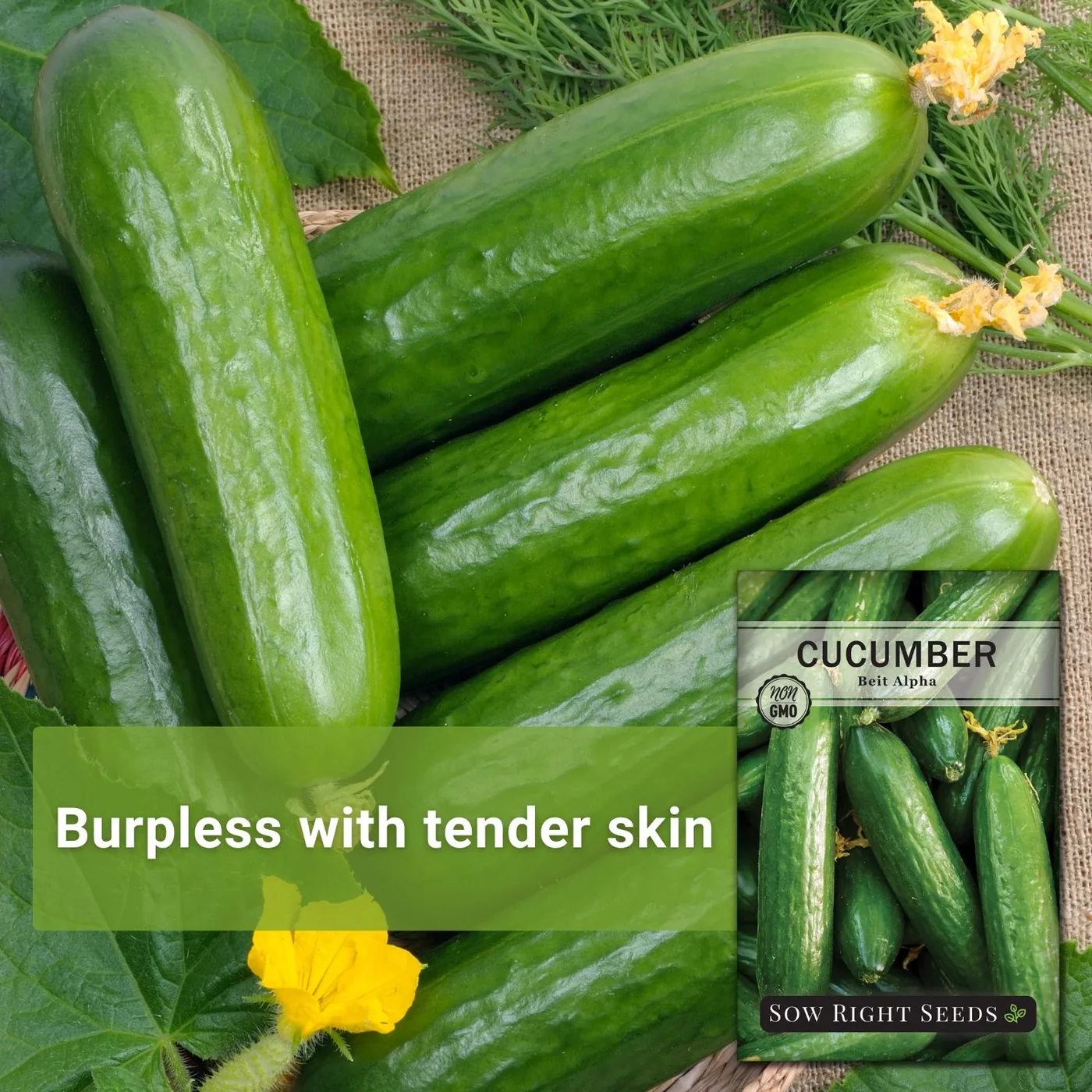 Sow Right Seeds Beit Alpha cucumber manufacturer product view 2