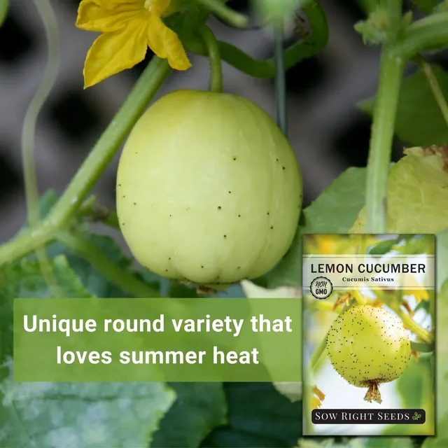 Sow Right Seeds Lemon cucumber manufacturer product view 2