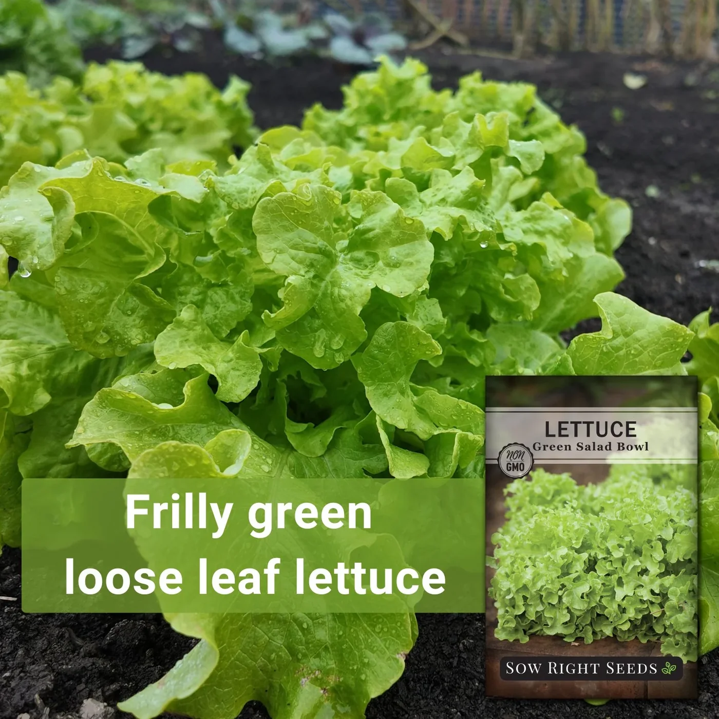 Sow Right Seeds Green Salad Bowl lettuce manufacturer product view 2