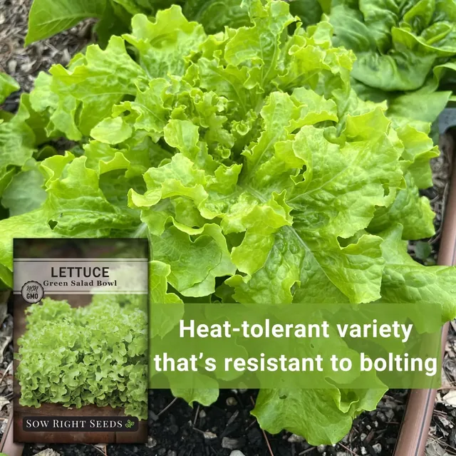 Sow Right Seeds Green Salad Bowl lettuce manufacturer product view 3