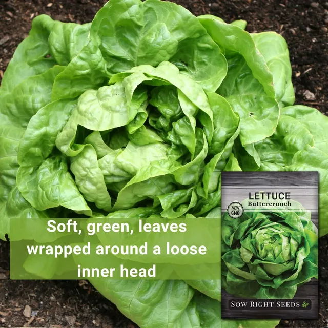 Sow Right Seeds Buttercrunch lettuce manufacturer product view 2