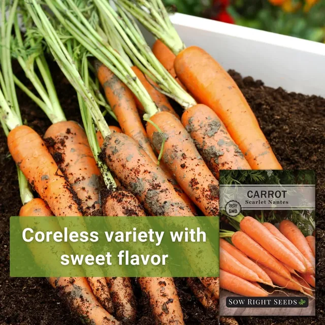 Sow Right Seeds Scarlet Nantes carrot manufacturer product view 2