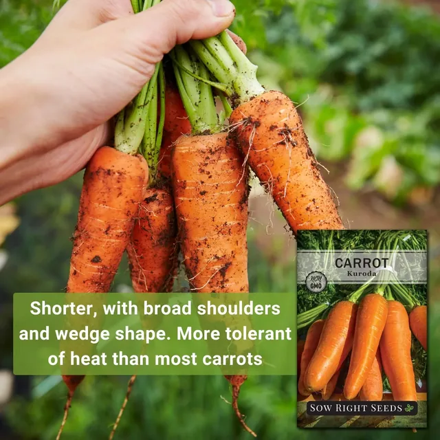 Sow Right Seeds Kuroda carrot manufacturer product view 2