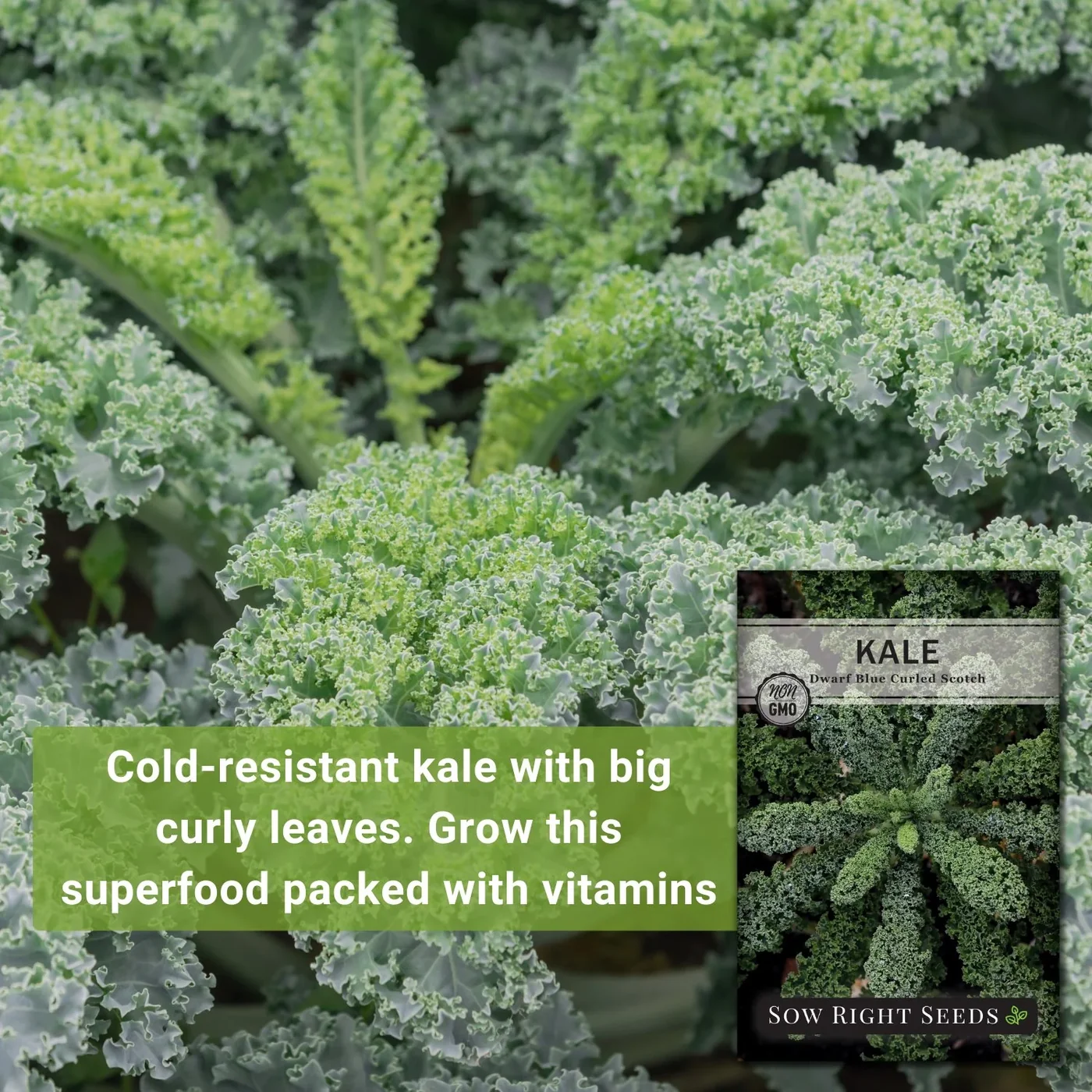 Sow Right Seeds Dwarf Blue Curled Scotch kale manufacturer product view 2