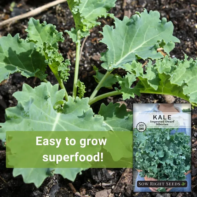 Sow Right Seeds Dwarf Siberian Improved kale manufacturer product view 2