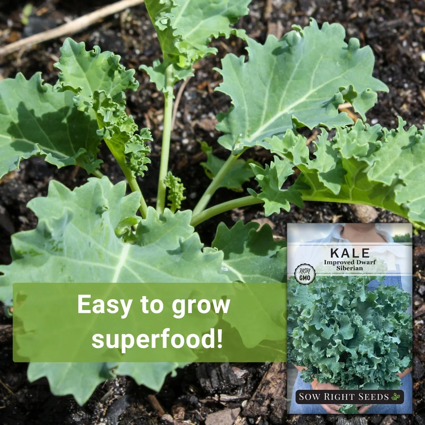 Sow Right Seeds Dwarf Siberian Improved kale manufacturer product view 2