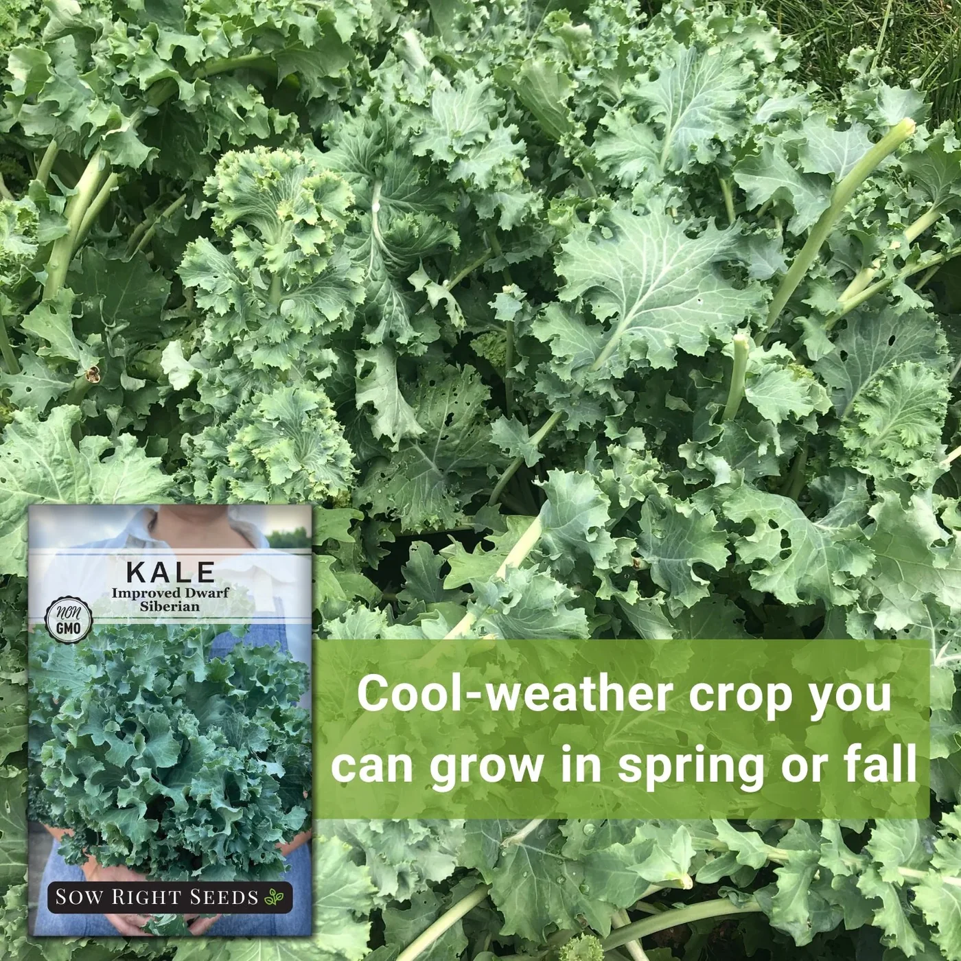 Sow Right Seeds Dwarf Siberian Improved kale manufacturer product view 3