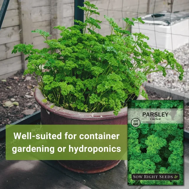 Sow Right Seeds Curled parsley manufacturer product view 2
