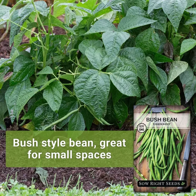 Sow Right Seeds Contender bush bean manufacturer product view 2