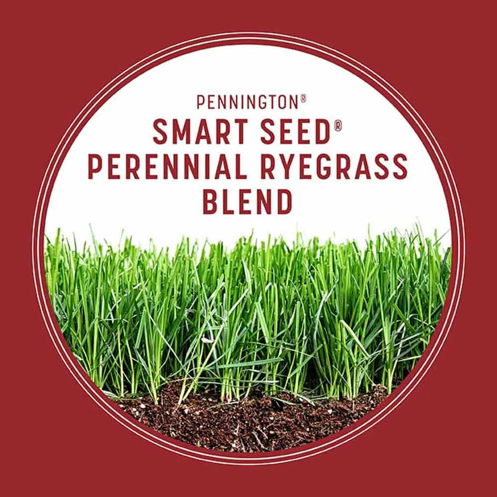 Pennington Smart Seed Perennial Ryegrass, 3 lb., product view 6