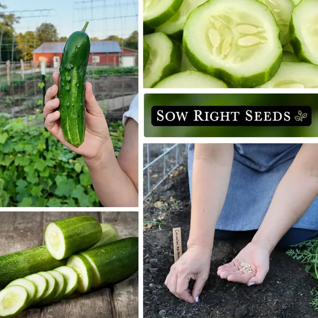 Sow Right Seeds Marketmore cucumber manufacturer product view 3
