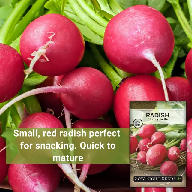 Sow Right Seeds Cherry Belle radish manufacturer product view 2