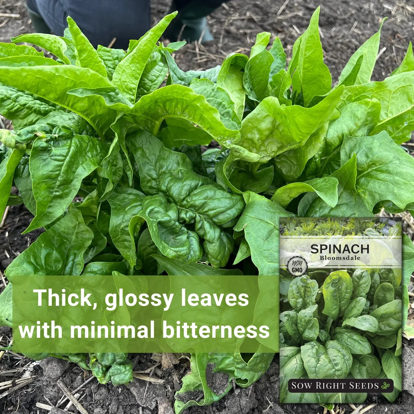 Sow Right Seeds Bloomsdale spinach manufacturer product view 2
