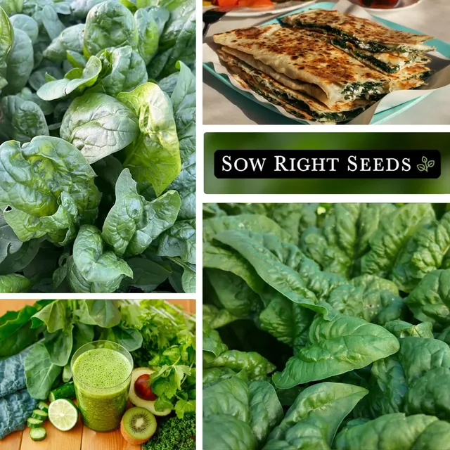 Sow Right Seeds Bloomsdale spinach manufacturer product view 3