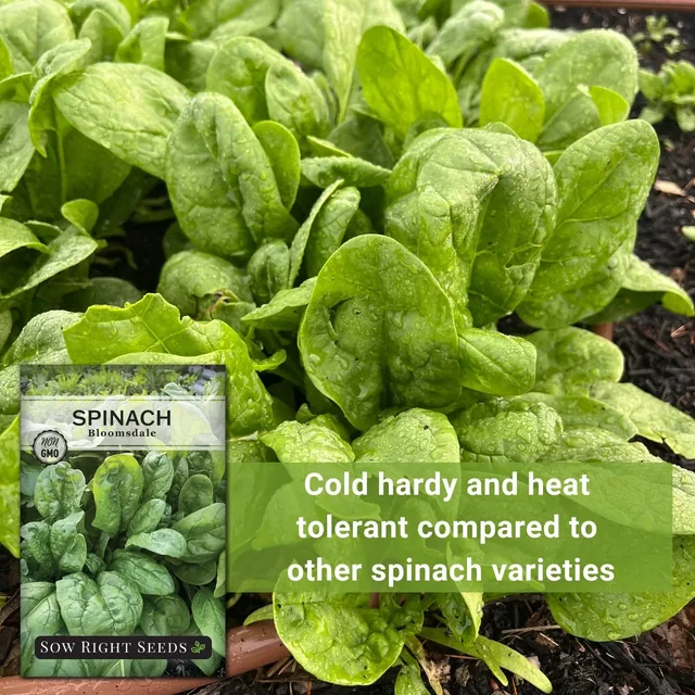 Sow Right Seeds Bloomsdale spinach manufacturer product view 4