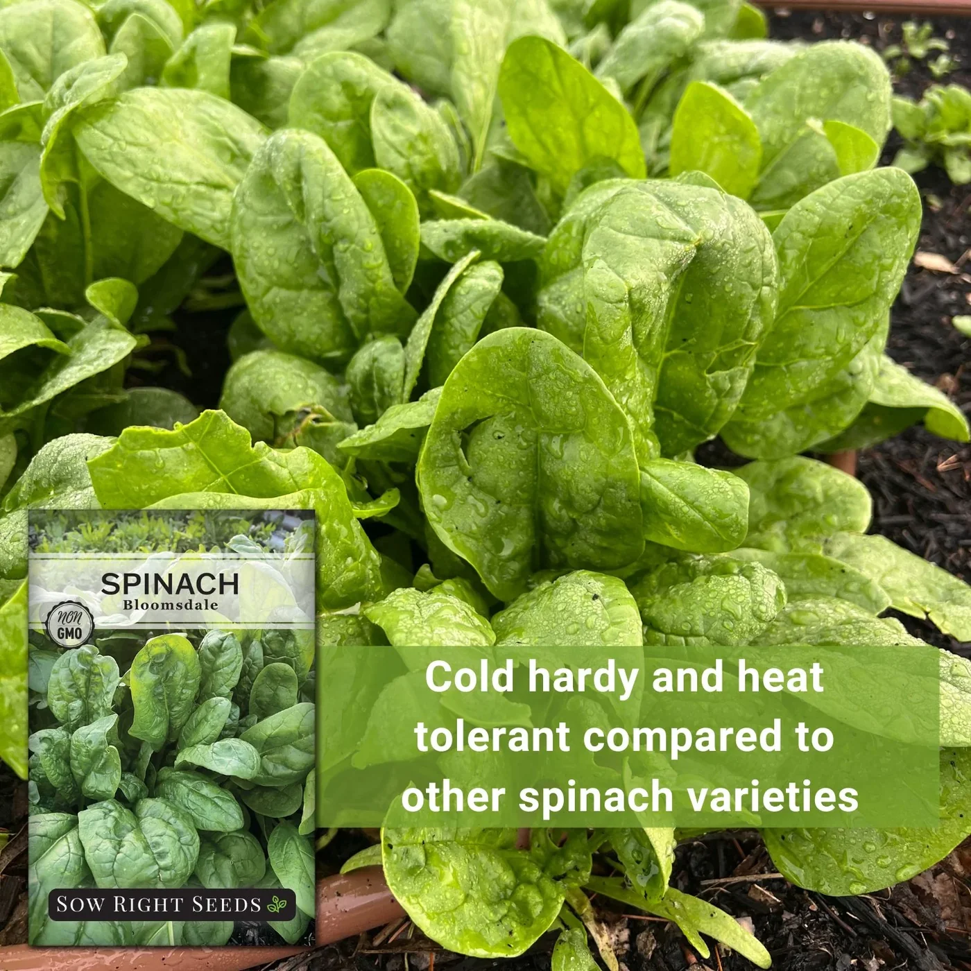 Sow Right Seeds Bloomsdale spinach manufacturer product view 4