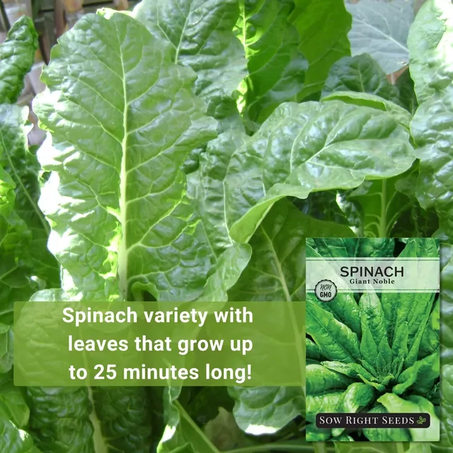 Sow Right Seeds Giant Noble spinach manufacturer product view 2