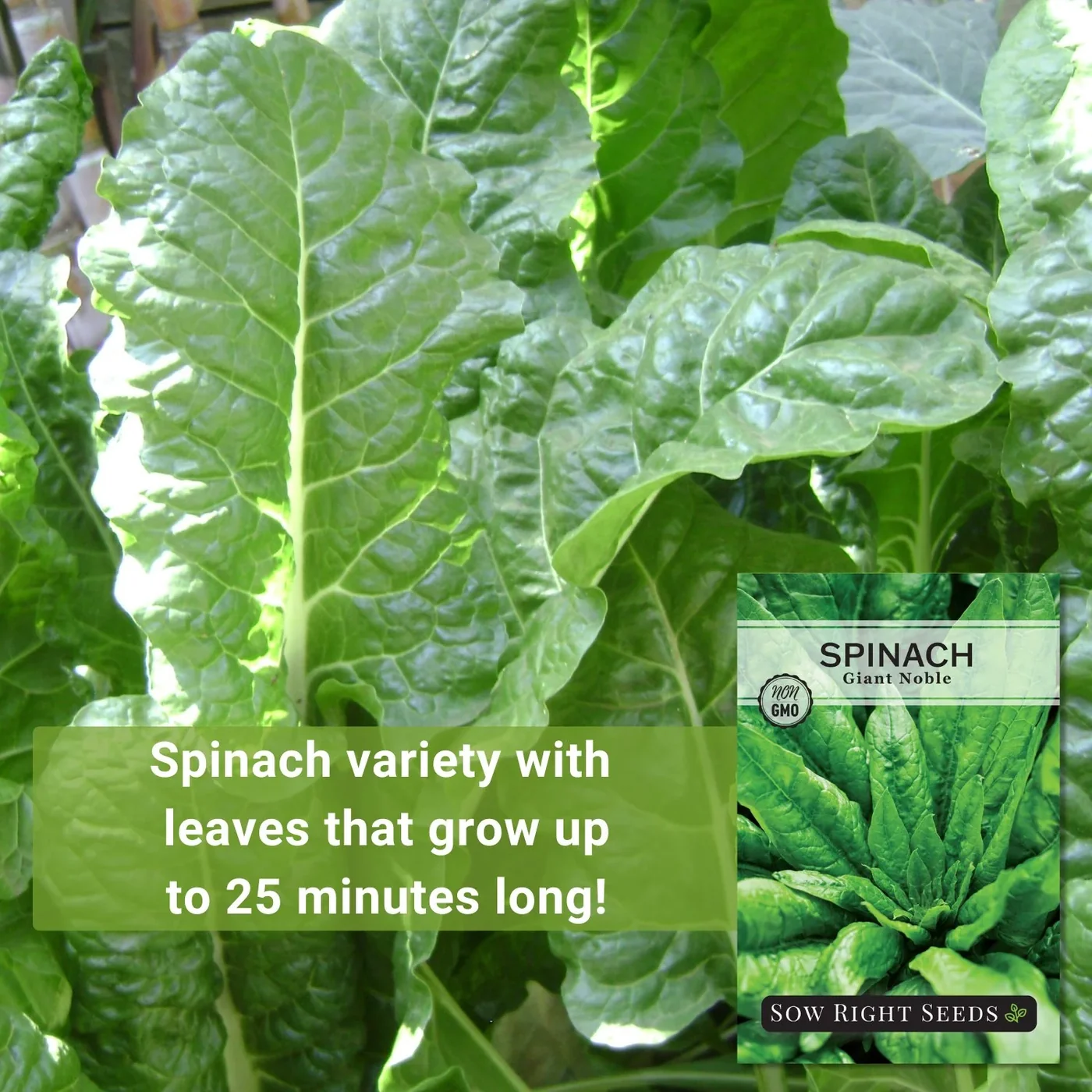 Sow Right Seeds Giant Noble spinach manufacturer product view 2