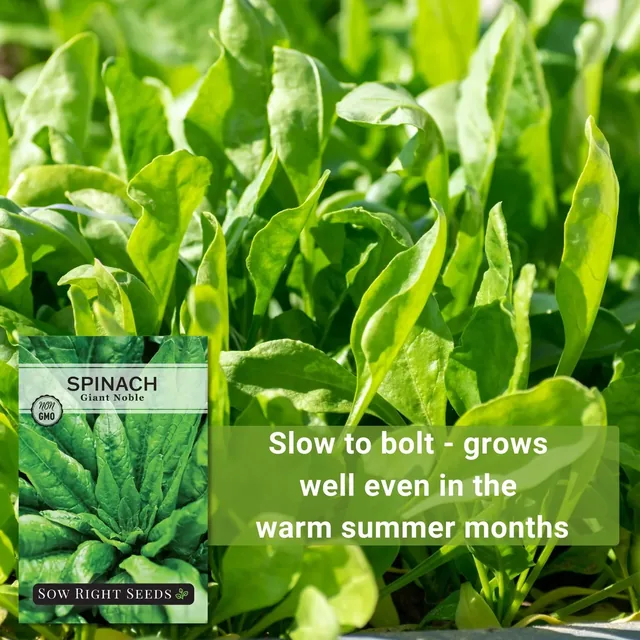 Sow Right Seeds Giant Noble spinach manufacturer product view 4