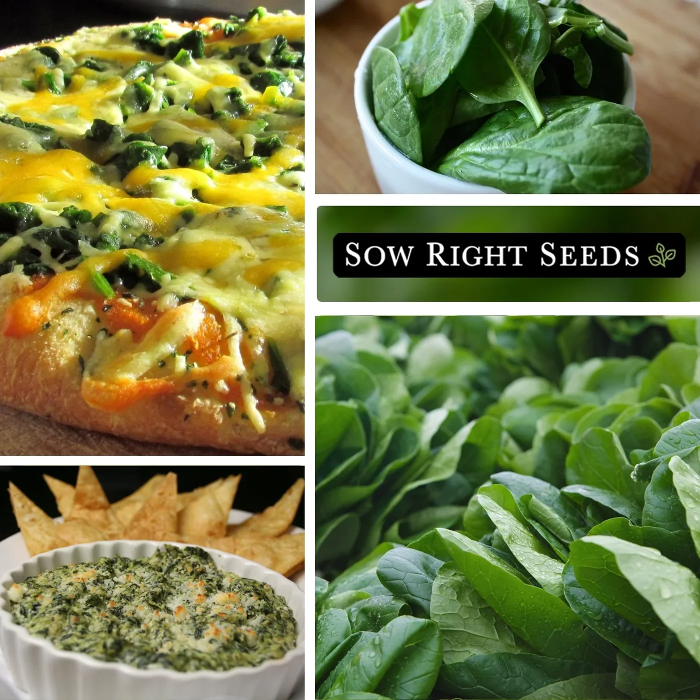 Sow Right Seeds Giant Noble spinach manufacturer product view 3